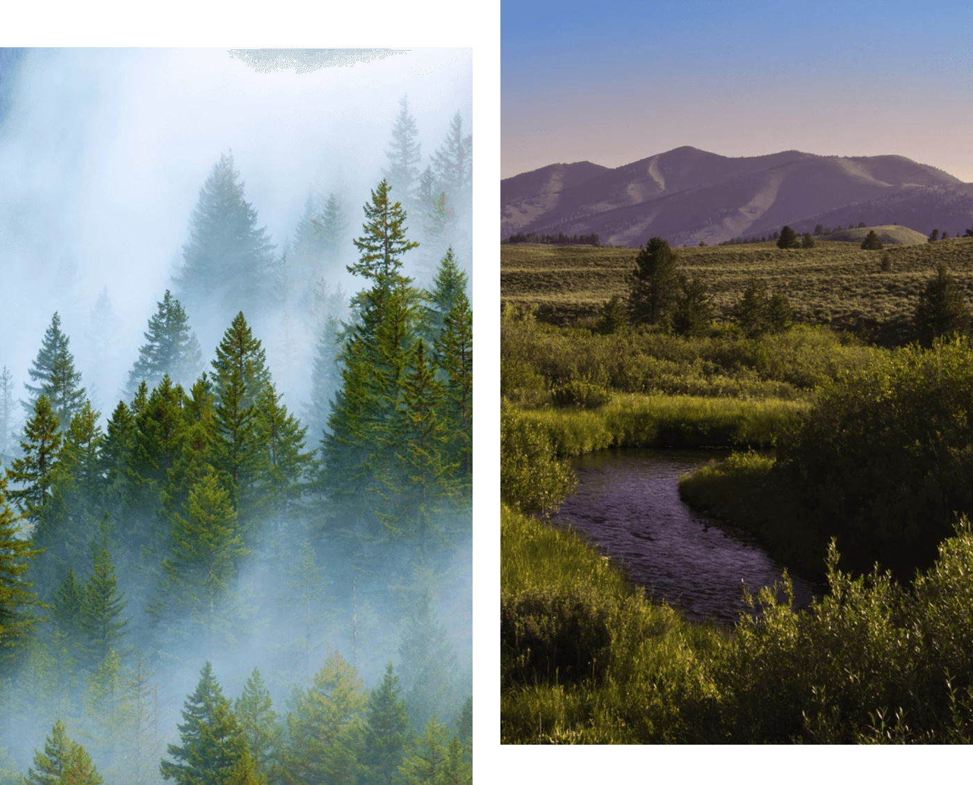 forests and meadow