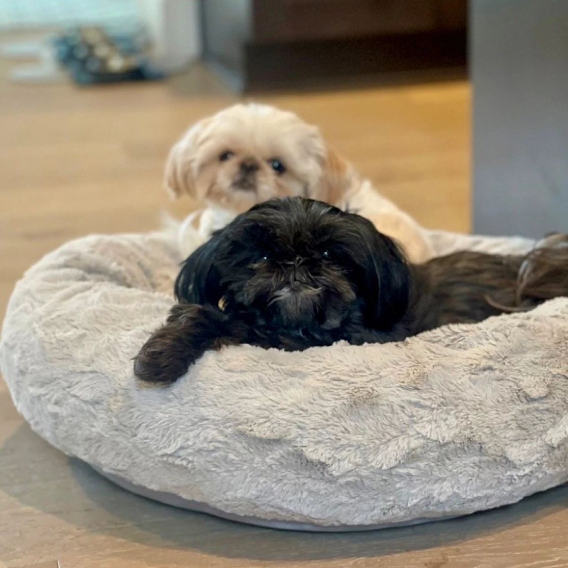 Penny & Scout